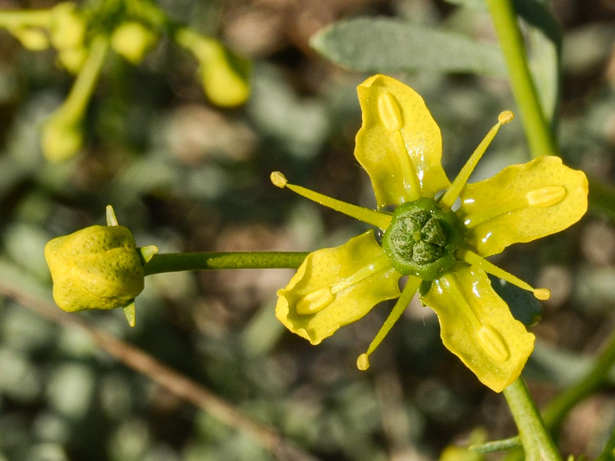Knospe und Blüte